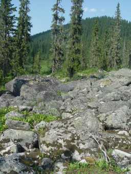 Rocks, Siberian pines and Silver firs 