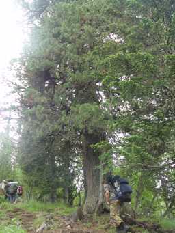 Big Larisa passes a big Siberian Pine