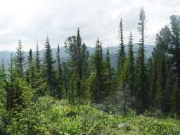  Siberian pines and Silver firs
