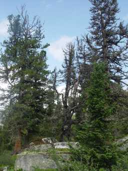  Siberian pines 