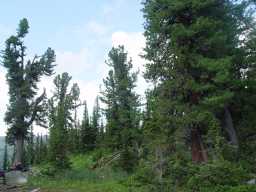 Siberian Pines 